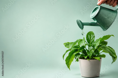 Hand waters a green potted plant. Space for text.