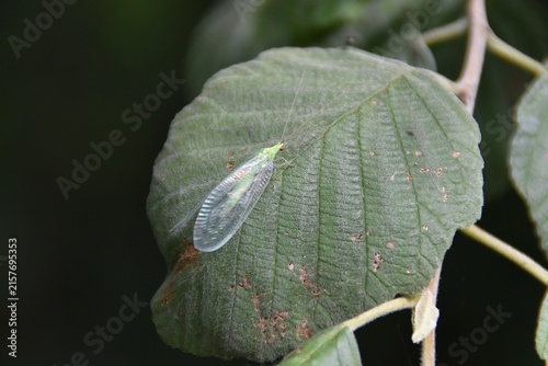 A lacewing on a leaf.