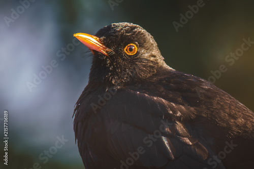 Amsel Porträt