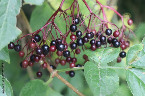 Ripe and Ripening Elderberries Growing on Elder Tree in Summer
