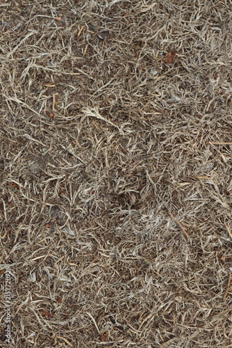 Dry Grass and Dead Vegetation Natural Organic Ground Texture Background