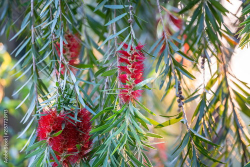 фотографія Callistemon plant twigs with red flowers commonly known as bottlebrush Callistemon or Melaleuca, evergreen woody shrubs Weeping Bottlebrush Callistemon viminalis with leaves and droopy weeping habit