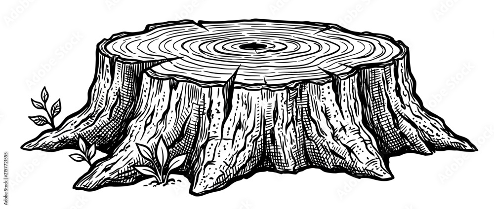 Naklejka premium Wood stump with rings, isolated on transparent background