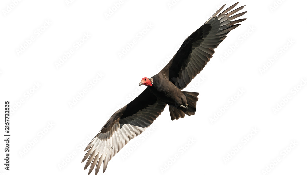 Fototapeta premium A turkey vulture soars with outstretched wings against a stark black background avian bird turkeyvulture soaring