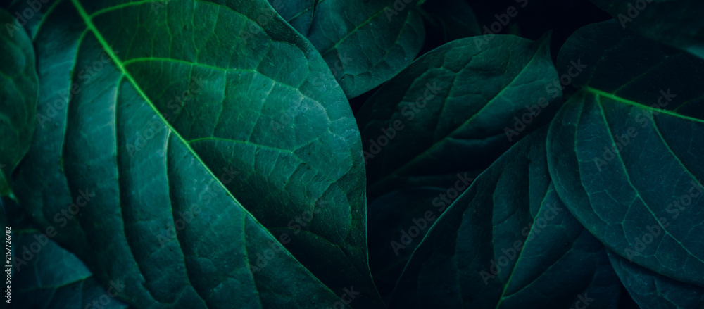 Obraz premium abstract tropical leaf textures on dark tone, natural green background.