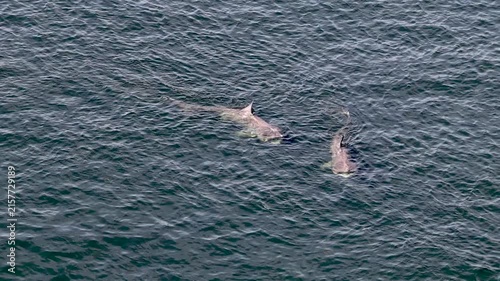 Aerial view of basking sharks at Muckross Head ,Donegal - Ireland