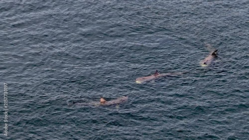 Aerial view of basking sharks at Muckross Head ,Donegal - Ireland