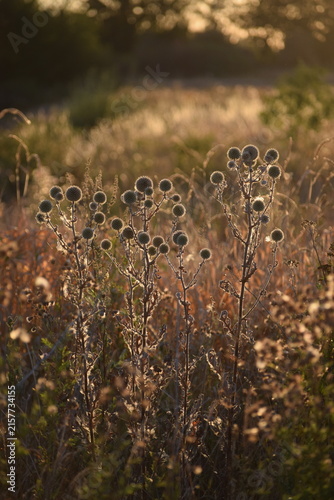 Globe-thistle in the Light of the Morning