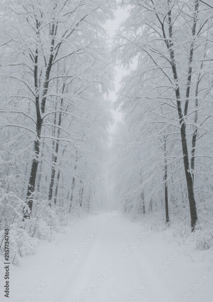 Fototapeta premium Serene winter forest path