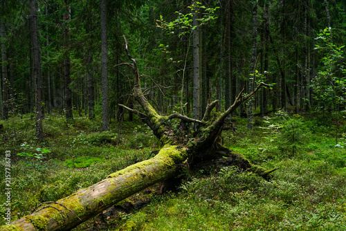 Fallen Tree with Moss in Forest