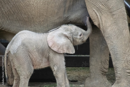 Photography Close up of a baby elephant