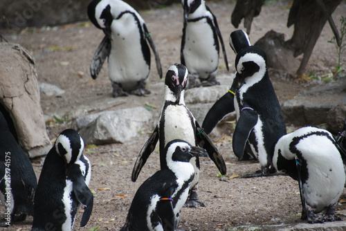 A photo of an African Penguin Group