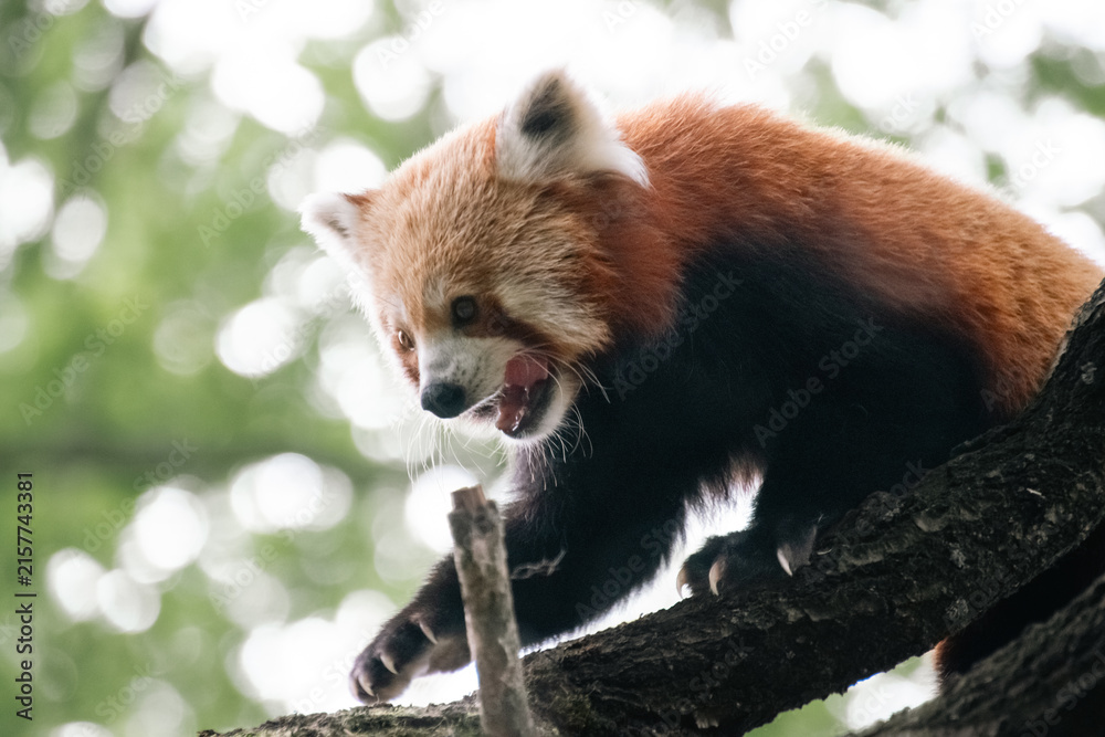 Fototapeta premium Close up of a Red Panda