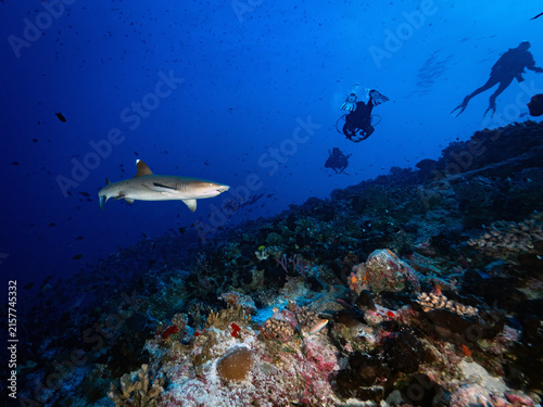 Fotografie Shark and scuba divers over coral reef