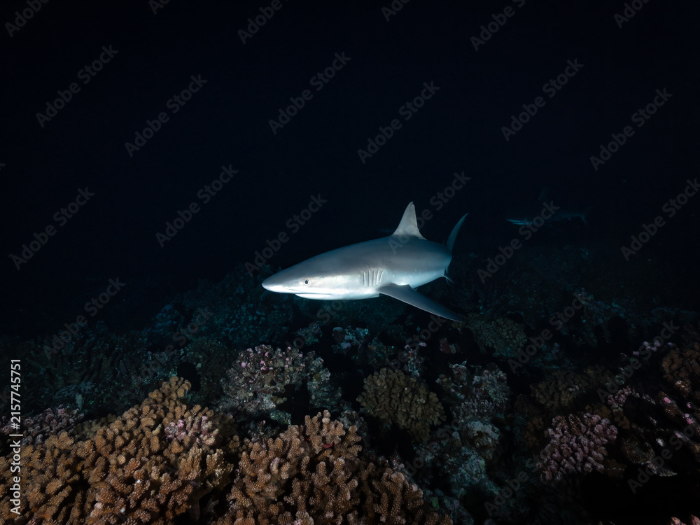 Obraz premium Shark swimming over a coral reef at night