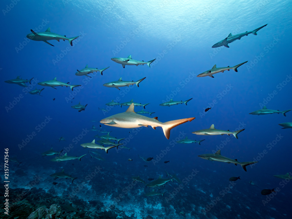 Obraz premium School of sharks in blue ocean