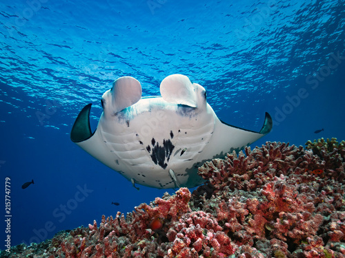 Manta ray over coral reef underwater