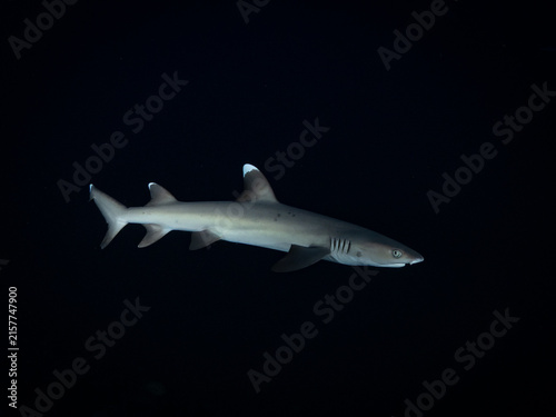 Shark swimming on a dark black background