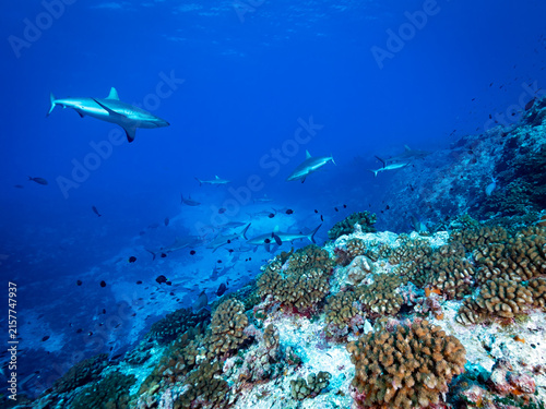Sharks swimming over coral reef in blue ocean
