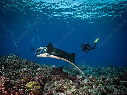 Manta ray and diver over coral reef
