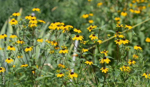 Sunlit field of yellow black-eyed susans with dark brown centers, blooming abundantly on long green stems against a softly blurred green background