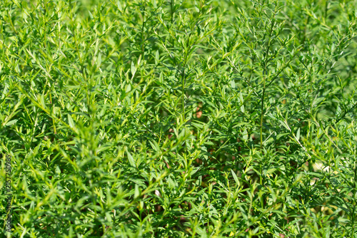 Full-frame texture of dense, bright green shrub foliage with narrow, elongated leaves, creating a fresh and vibrant natural background