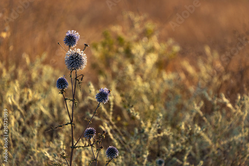 Obraz na płótnie A stately stem of Globe Thistle with blue spherical flowers set against a painterly field