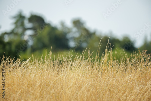 Obraz na plátne Close-up of golden wild grass swaying in a summer meadow, with soft-focus trees and greenery blurred in the background under natural daylight