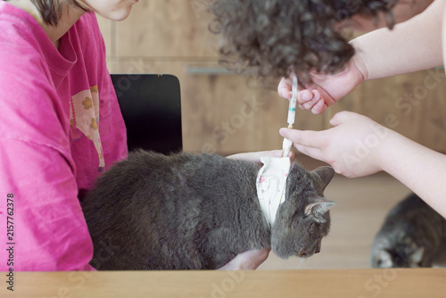 Two caregivers administering liquid medicine through a gray cat’s esophagostomy tube during home treatment. Cat tube medication, feeding tube.
