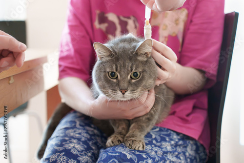 A gray domestic cat sits on a person's lap while medicine is administered through a stoma with a syringe, while the animal is gently held by hand during a routine home treatment procedure indoors