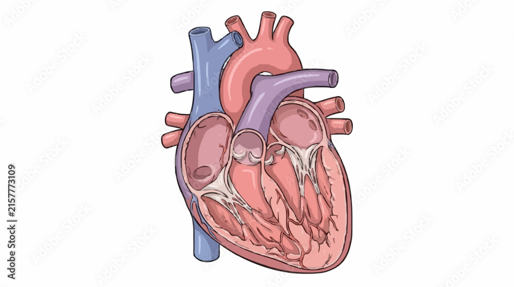 Obraz premium Human Heart Anatomy 2d white background no text