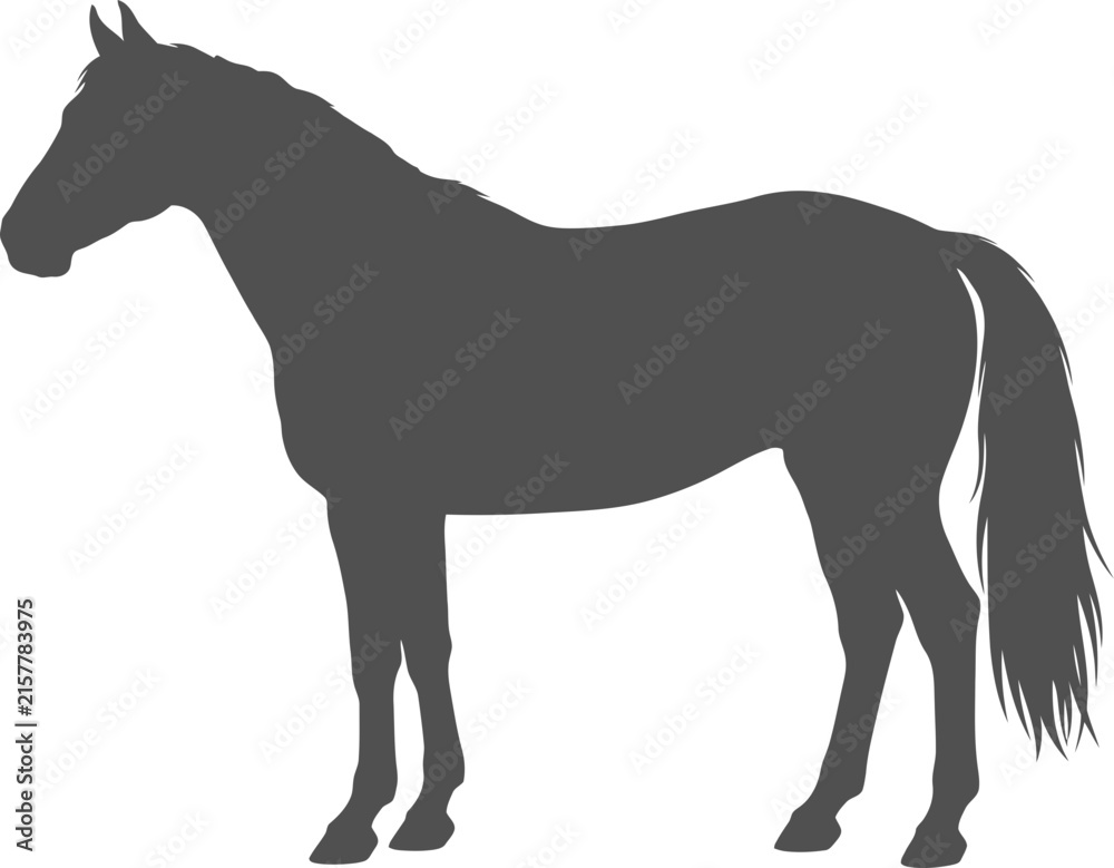 Fototapeta premium Dark grey vector silhouette of a standing horse isolated on transparent background