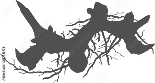 Konstfotografi Detailed vector silhouette of a ginger root with small rootlets on transparent b