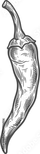 Hand drawn vintage style line art illustration of a hot chili pepper