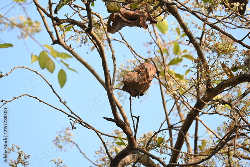 Weaver ants make nests from leaves. Worker ants build the nest by weaving leaves together using larval silk. Weaver ant nests are useful for herbal medicine. Ants nest made of dry leaves.