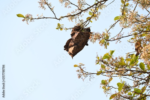 Weaver ants make nests from leaves. Worker ants build the nest by weaving leaves together using larval silk. Weaver ant nests are useful for herbal medicine. Ants nest made of dry leaves.