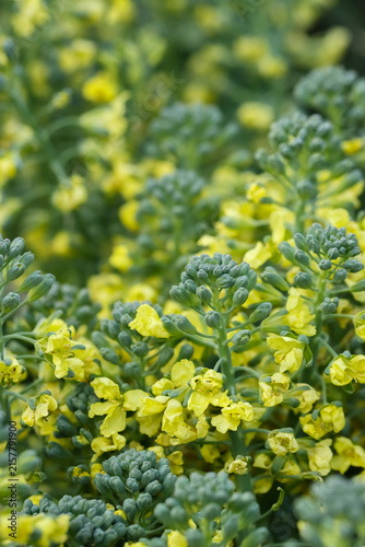Foto Flowering broccoli (Brassica oleracea var