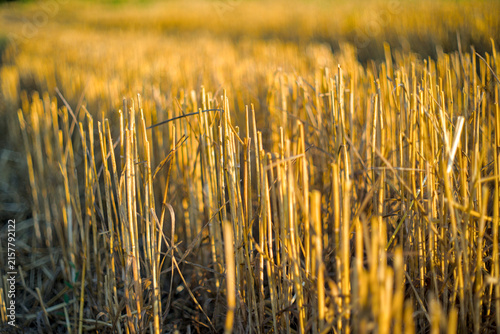 scraps of straw in the rays of the sun
