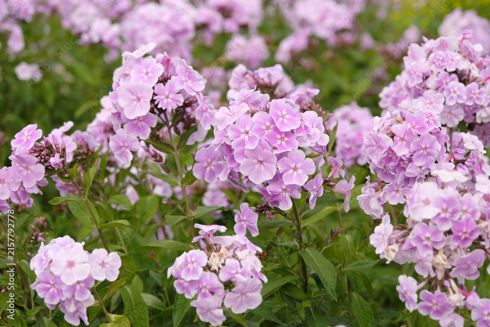 Obraz premium Pale purple Phlox paniculata ‘Franz Schubert’ in flower.