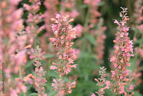 Coral pink and peach Agastache ‘Kolibri’ giant hyssop in flower.