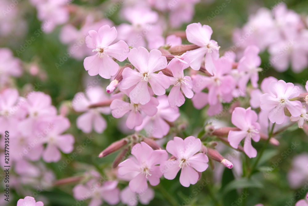 Naklejka premium Pale pink Saponaria x lempergii ‘Max Frei’ soapwort in flower.