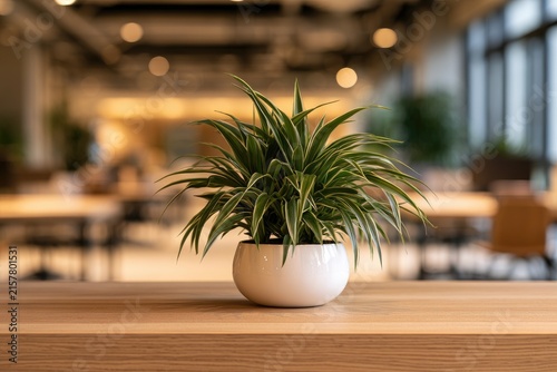 Green potted plant sits on a wooden table in a blurred office setting