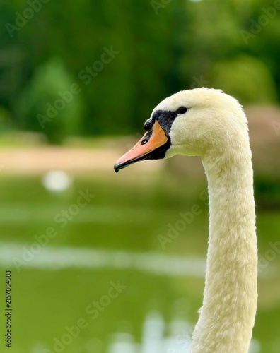 Side profile portrait close up view of a white mute swan head against a blurred green background.