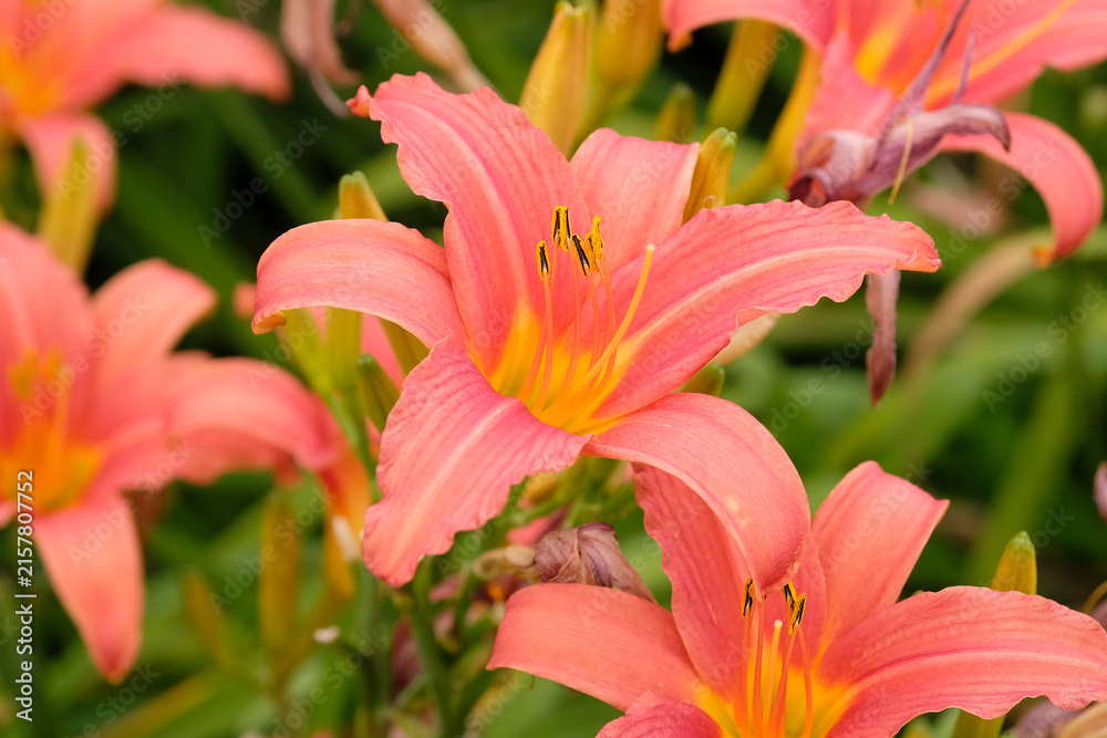 Fototapeta premium Pink Hemerocallis ‘Pink Damask’ daylily, in flower.