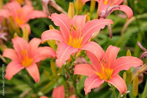 Pink Hemerocallis ‘Pink Damask’ daylily, in flower.