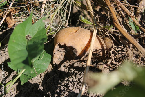 Konstfotografi Damaged potato tuber gnawed by pests in ground soil on garden bed