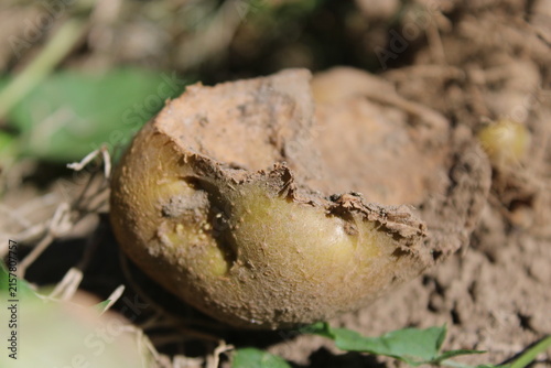 Foto Damaged potato tuber gnawed by pests in ground soil on garden bed