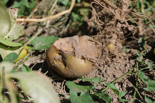 Quadro su tela Damaged potato tuber gnawed by pests in ground soil on garden bed