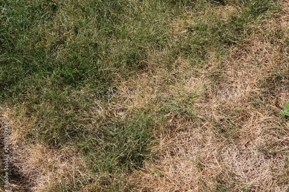 Fototapeta premium Dry brown dead grass lawn affected by summer drought and heatwave high angle