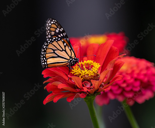 Obraz na płótnie Monarch on red flower